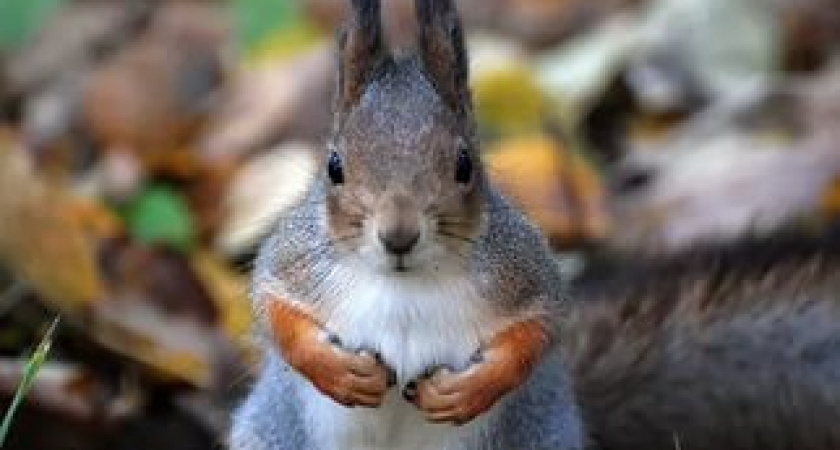 Куда исчезли белки с усольского кладбища