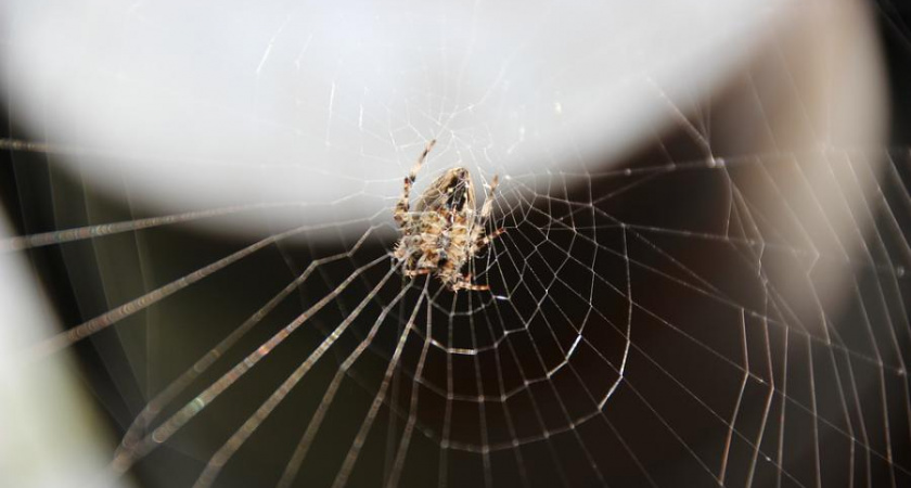 Ученые нашли в янтаре древнего хвостатого паука