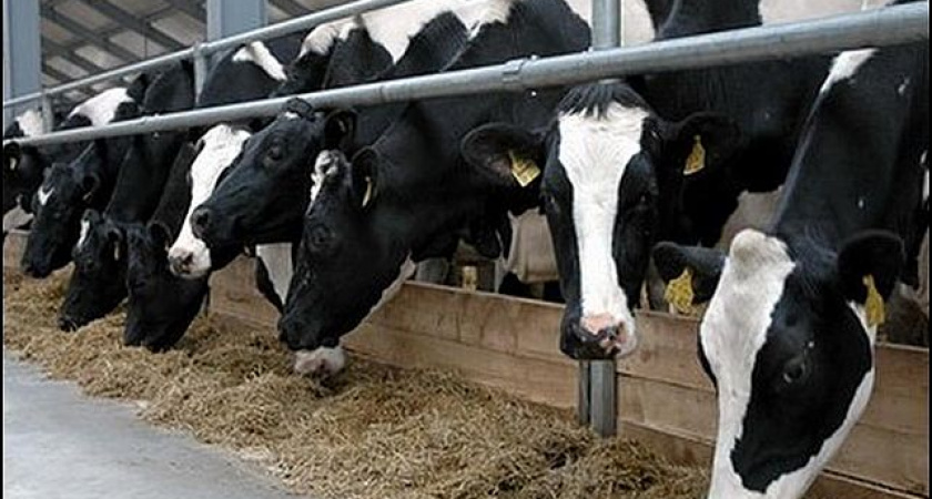 Молочному рынку Приангарья нужны не точки сбыта, а цехи для переработки - производитель 