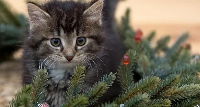 Россиян предупредили о росте цена на главный символ Нового года