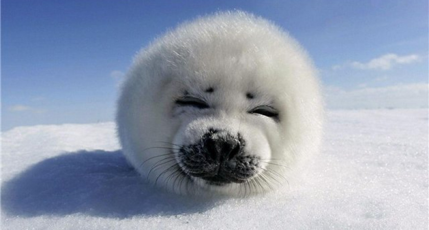 Начать регулировать численность нерпы на Байкале осторожно рекомендуют учёные