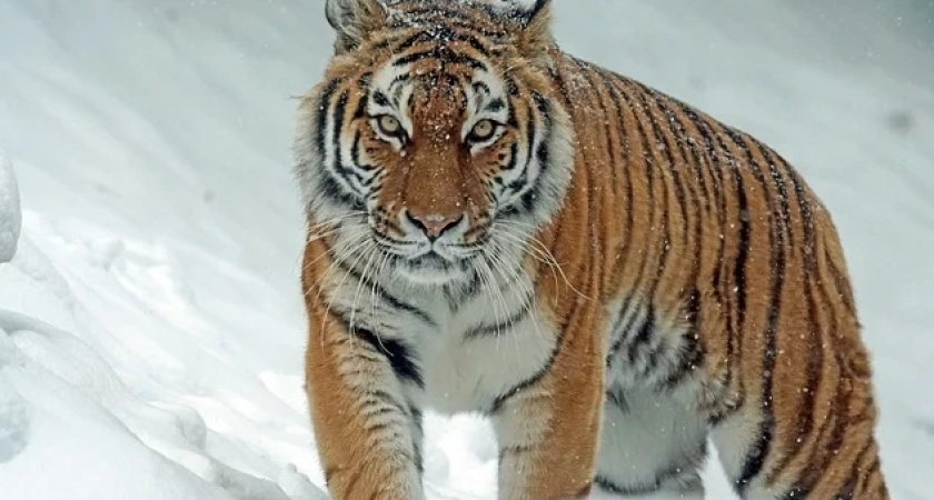 Почему так важно правильно встретить китайский Новый год Тигра, который наступит 1 февраля 2022-го