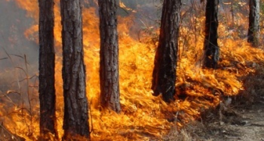 В Иркутской области из-за халатности сгорело более 3000 гектаров леса 