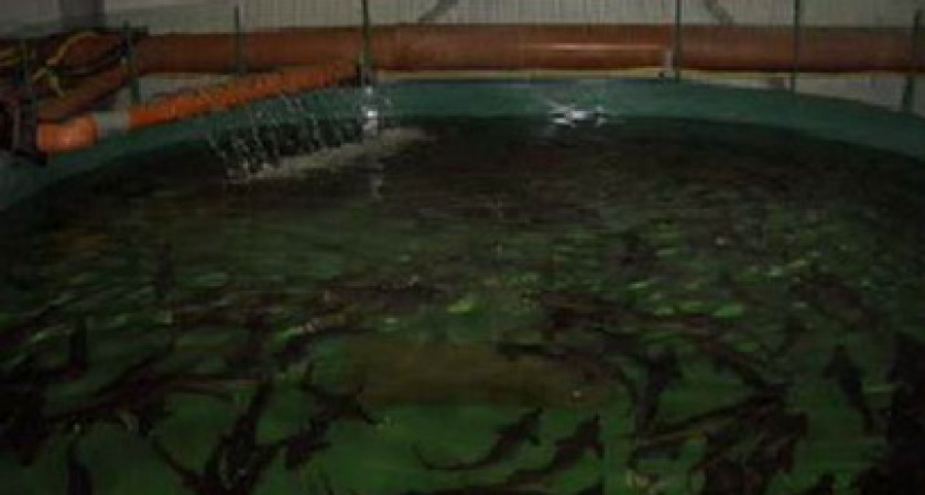 Рыбохозяйственный совет создан в Иркутской области