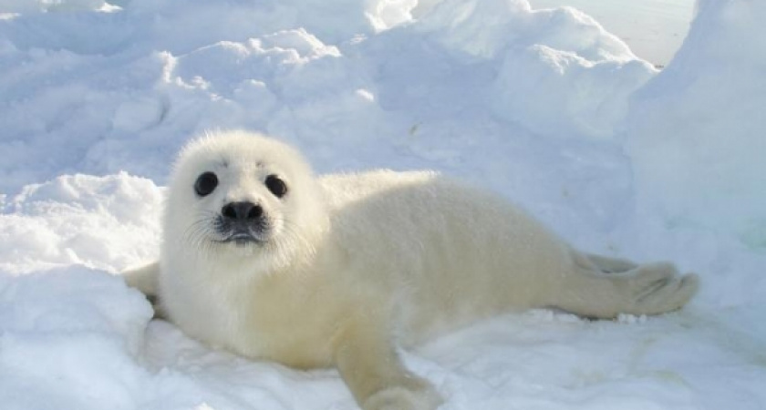 Иркутские эксперты: охота на нерпу и деликатесы из тюленьего мяса могут привлечь зимой туристов на Байкал