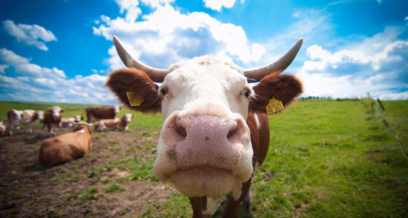 Иркутскстат: в 2016 году в Приангарье снизилось поголовье скота и упали надои молока