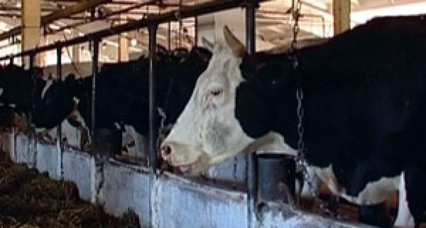 На инвестиционные проекты в сельском хозяйстве направят 401 миллион рублей