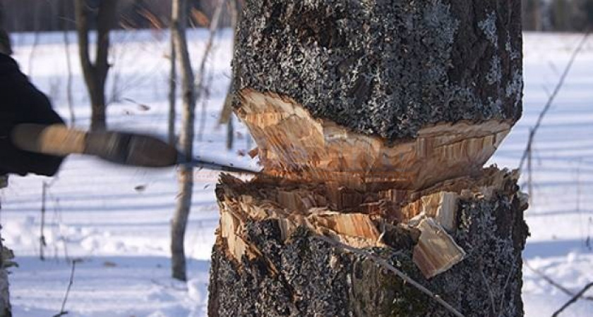 В Усольском районе задержаны двое мужчин, занимавшихся нелегальной заготовкой древесины