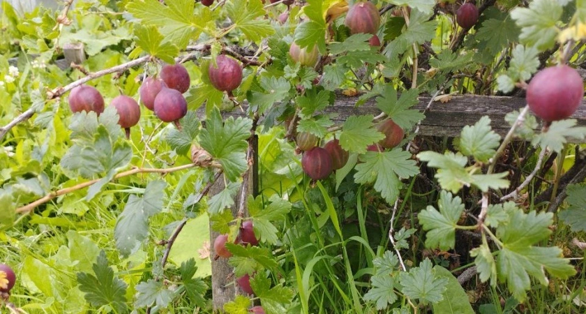 250 г в воду – крыжовник будет крупным и сочным: поливаем весной и собираем целую тонну урожая