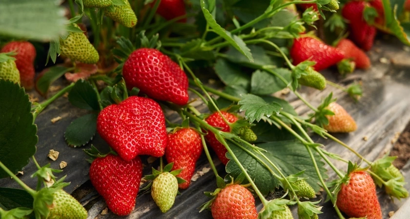 Клубника размером с теннисный мячик: 2 подкопа под кустами - даже подкормка не нужна