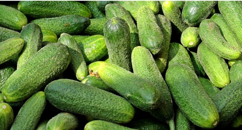 10 кустов — а огурцов на всех детей и внуков хватит: фермер раскрыл 1 продукт — закиньте в лунки при посадке