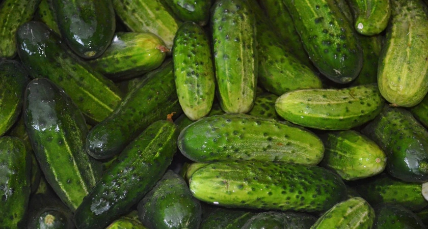Фото к статье: Не перерастают и не горчат: эти вкусные огурцы плодоносят как бешеные до самой осени — урожай до 14 кг/м²
