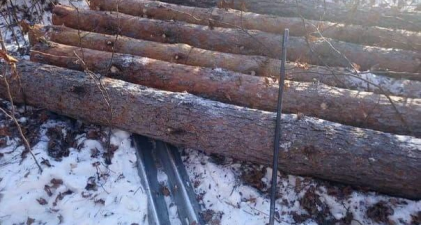 Ангарский суд вынес суровый приговор за масштабную вырубку