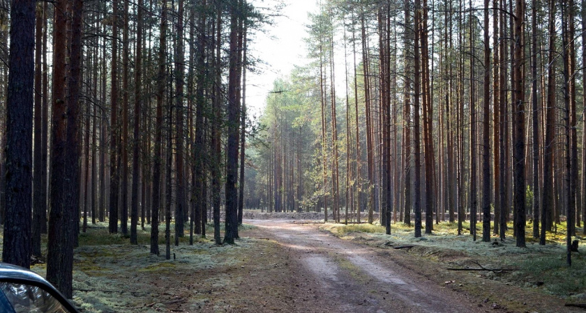 Иркутская область вышла на второе место в России по цифровым услугам лесопользователям