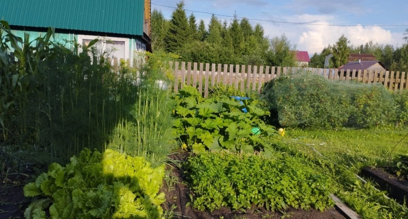 Фото к статье: Сорняки в момент завянут: разведите 1 стакан на ведро и полейте вечером - утром не узнаете свой огород
