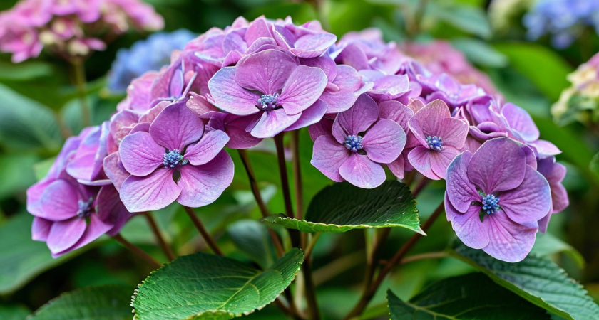 Для пышного цветения гортензии — обязательно: всего 2 пшика на листья — и соцветения не опадают до глубокой осени