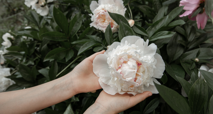 Для роскошного и долгого цветения пионам — обязательно: питательные подкормки для бутонов — дачникам выходного дня