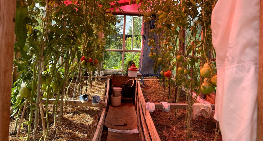 Расправьте скрученные листья томатов за 5 минут без химии: пока соседи тратят тысячи, вам обойдётся всего в 3 копейки