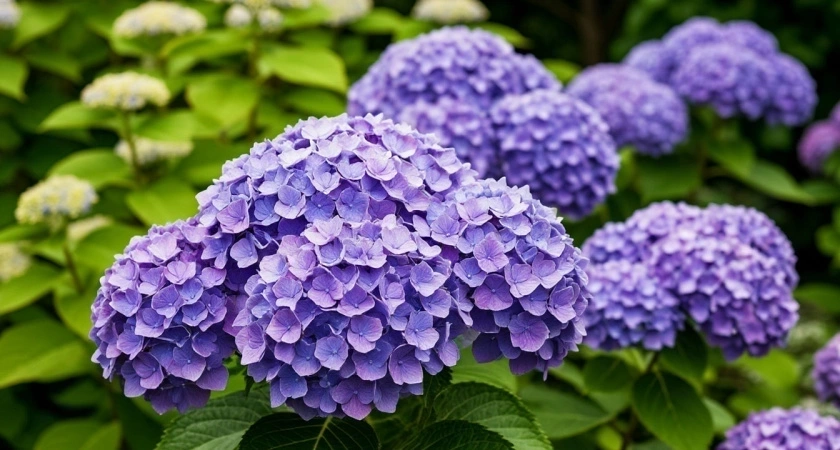 С 1 по 10 июля гортензии — обязательно: 2 таблетки в воду — и куст будет цвести как заведенный