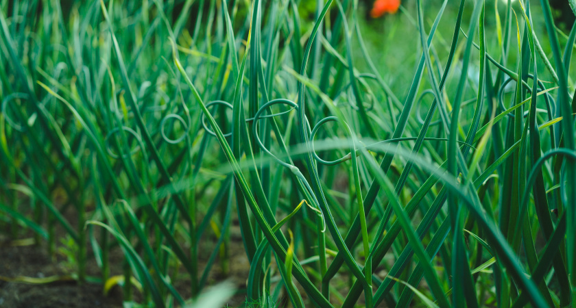 Как не угробить урожай чеснока: вот что я делаю после удаления стрелок — советы самых ушлых огородников