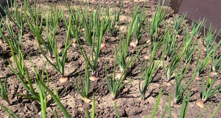 До 13 июля успейте подкормить лук: 10г на ведро воды — сочные головки с кулачище — на глазах наливаются