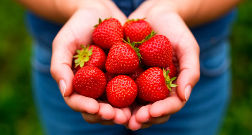 Возрождаю старую клубнику без пересадки - всего 5 простых действий вернут силу истощенным кустам