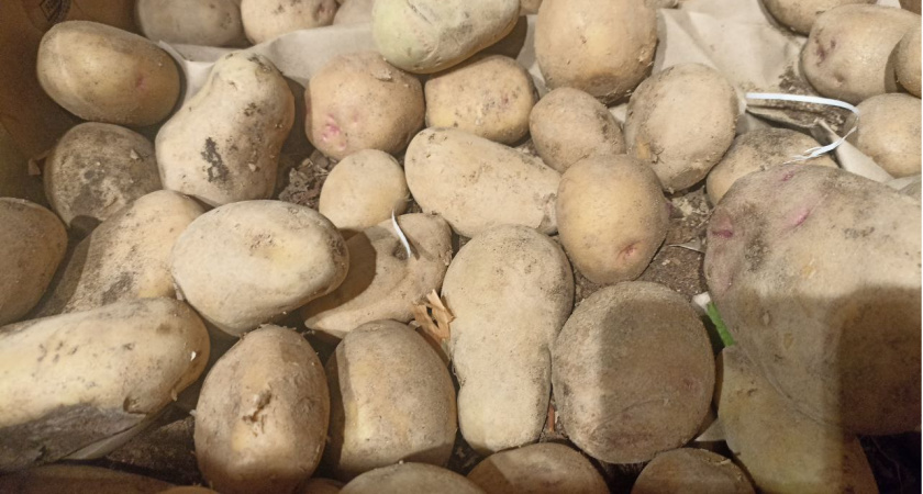 Просто разбросала по грядкам и забыла : такой лайфхак поможет картофелю созреть быстрее и даст крупные клубни — на заметку дачникам