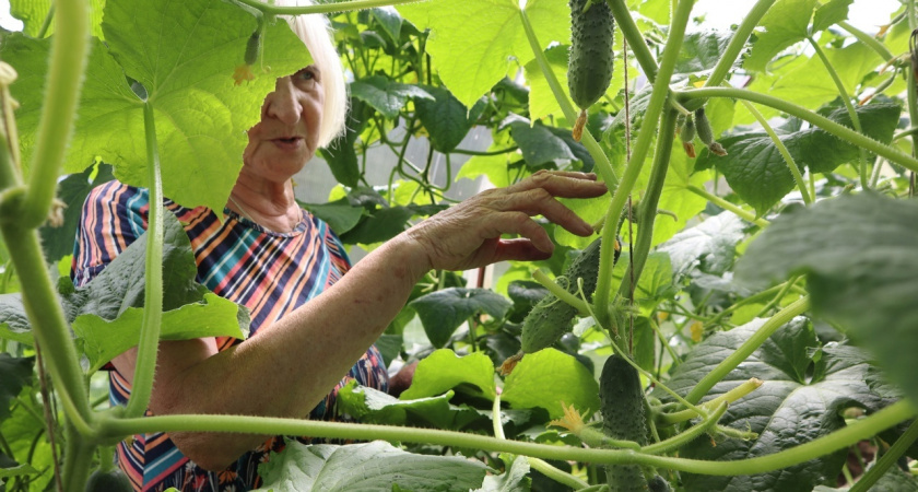 Лью стакан под огурцы, и они начинают расти как бешеные: рецепты трёх рабочих подкормок