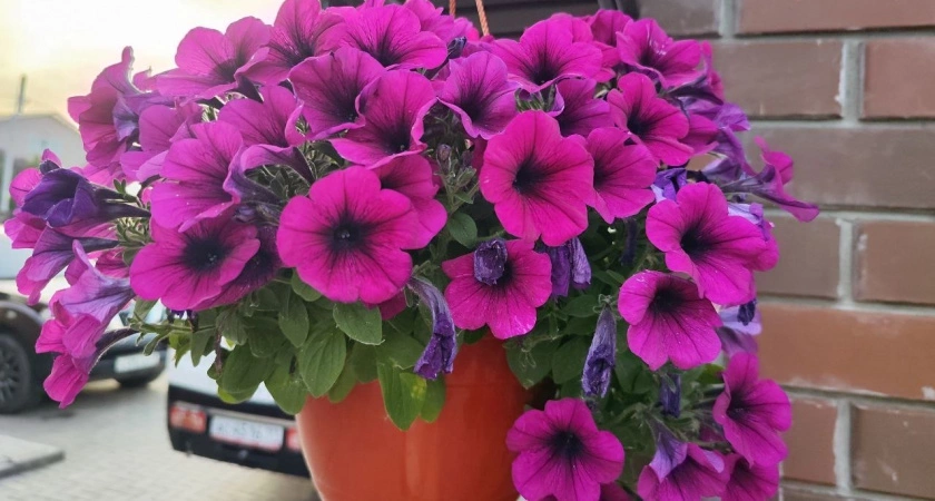 Обрезаю петунию в июле — обязательно: поперла пышными шапками нон-стопом до самых заморозков