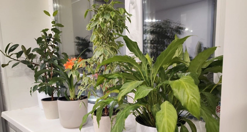 Домашние вампиры: 6 вещей в доме, которые ежедневно крадут ваше здоровье