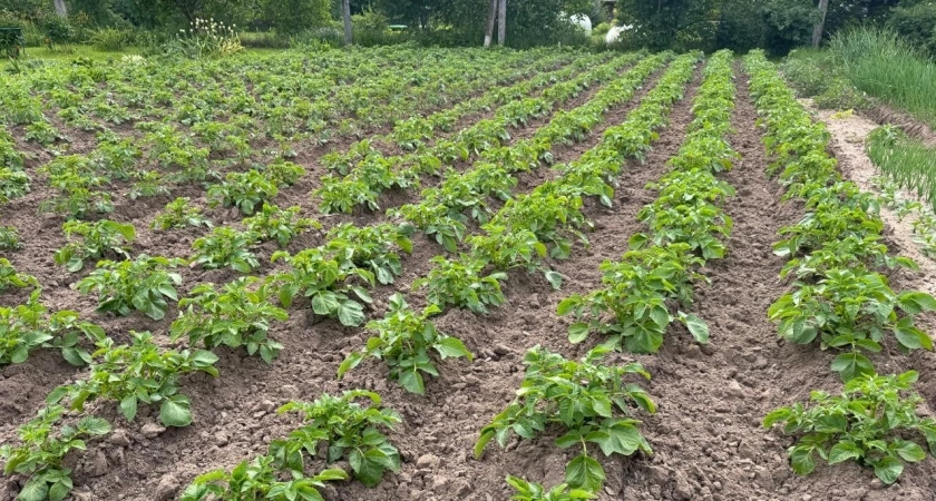 Медведка убежала к соседям: до конца июля лью настой между рядками картошки и спокойна за свой урожай