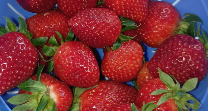 После сбора ягод — обязательно: вот зачем хитрая огородница постоянно сажает это в июле на месте клубники