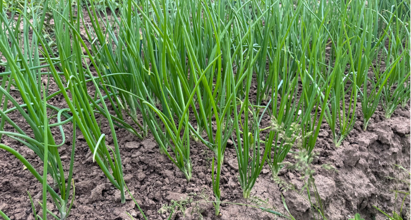 Лук полностью перестал гнить после этой добавки в лейку: грядки как на выставке, и даже муха не садится