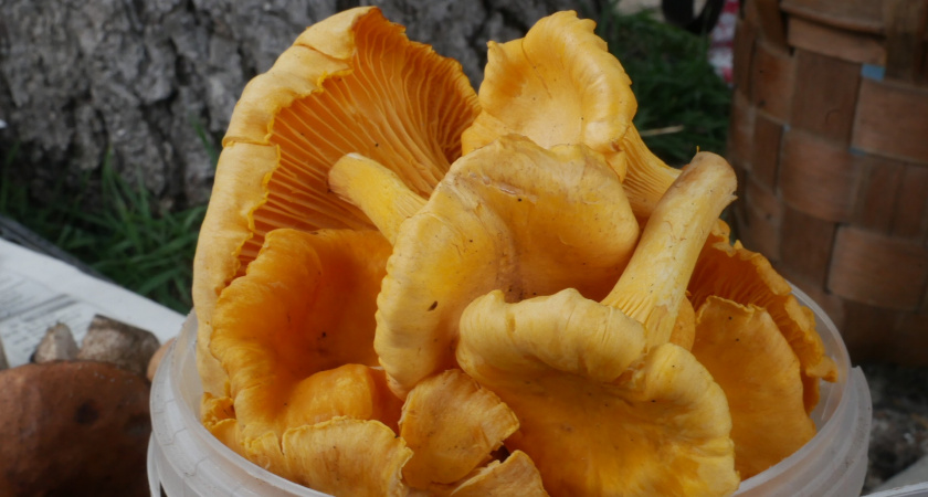 Как почистить полную корзину груздей за 15 минут без ножа: секретный метод