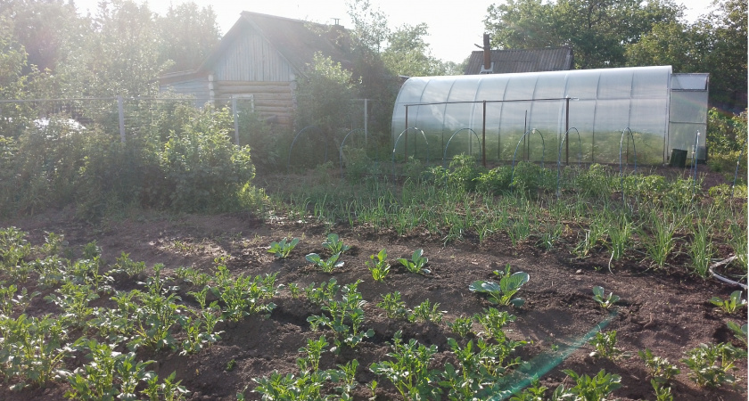 Эти простые трюки вдохнут жизнь даже в самую бедную почву