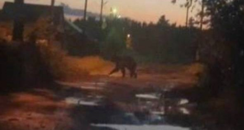 В Иркутской области оперативные действия полиции и охотинспектора помогли обезвредить хищника