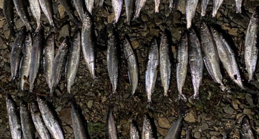 В Иркутской области браконьер поплатился за улов