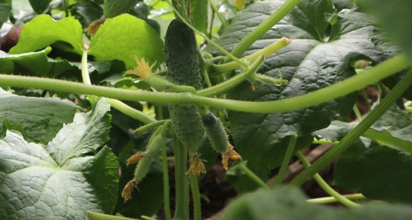 На ведро воды 1 щепотка такой приправы, и огурцы больше не болеют: все огурцы вырастают как на подбор ровными и сочными