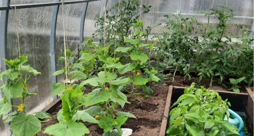 1 стакан под огурцы - и они прут как бешеные, даже самые хилые растения обильно заплодоносят: лучшие подкормки для огурцов