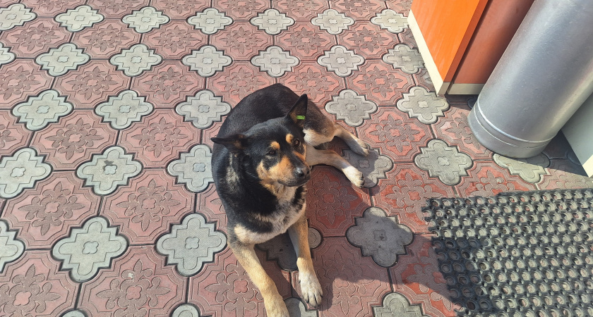 В Иркутском области раскрыто убийство собаки