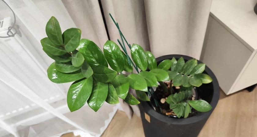 1 грамм в воду — и замиокулькас растет как на дрожжах, побеги лезут без остановки круглый год — мощная подкормка