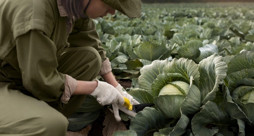 В СССР крестоцветную блошку изводили только так: капуста росла, и горя не знала – рабочий "дедовский" метод