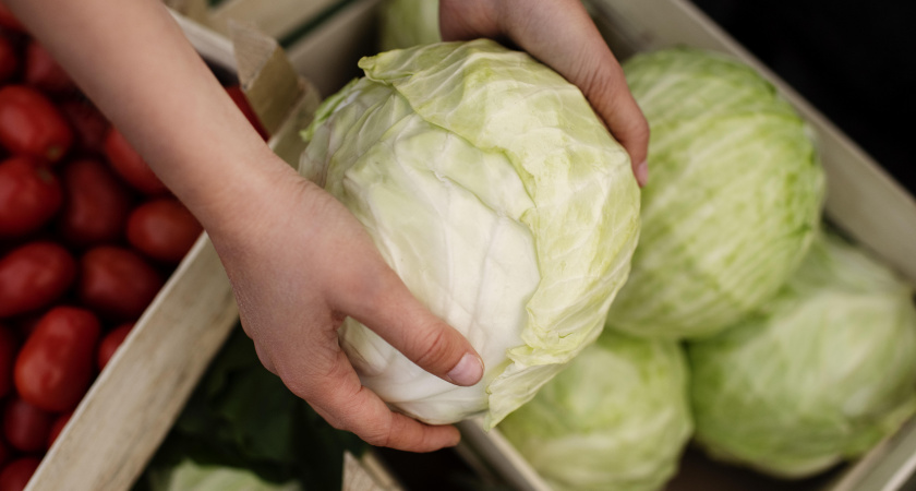 Подкармливаю капусту этим дрожжевым коктейлем: и каждый вилок выглядит как с выставки