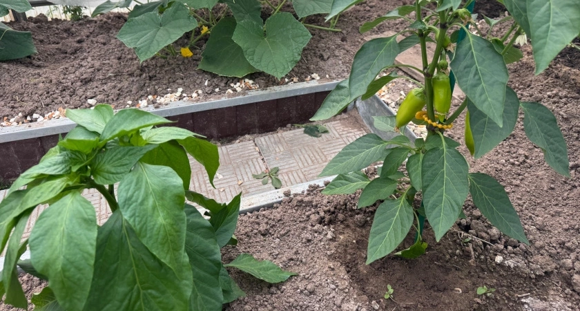 Перцы после высадки поливаю этим настоем: урожая настолько много, что приходится раздавать соседям