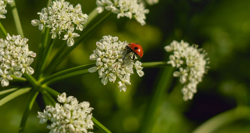 Сныть больше никогда не побеспокоит ваш участок: сосед-садовод поделился проверенным способом избавления от сорняка