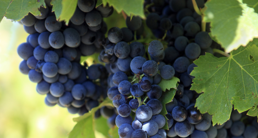 70 граммов на 10 литров - на винограде от ягод живого места нет: урожай ящиками даже в средней полосе