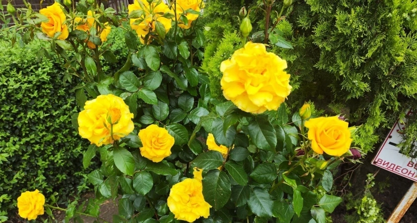 30 граммов под куст – и розы цветут с июля по октябрь: выпускают бутоны пачками – аромат на 3 километра вокруг
