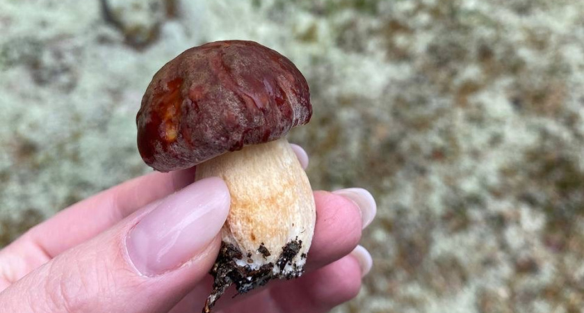 Нашел и сразу в рот: эти грибы можно есть прямо в лесу — подсказка для грибников