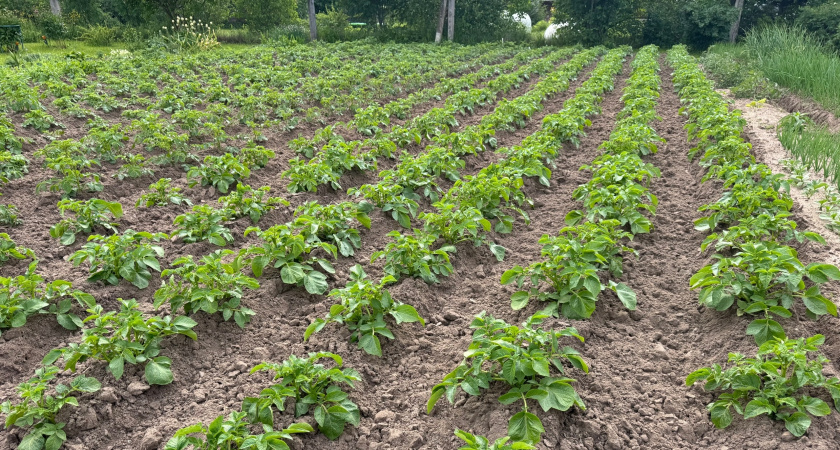 Колорадский жук в панике: 2 цветка, которые выгоняют его с участка навсегда