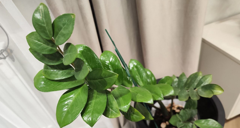 Замиокулькас дуреет с этой подкормки: 3 таблетки в воду — и новые побеги растут как на дрожжах целый год